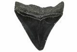 Serrated, Fossil Megalodon Tooth - South Carolina #374237-1